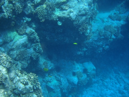 Snorkel fish near Kona